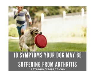 Symptoms of Arthritis in Dogs