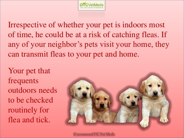 signs of fleas on dogs symptoms of fleas on dogs signs of fleas on dogs symptoms of fleas on dogs