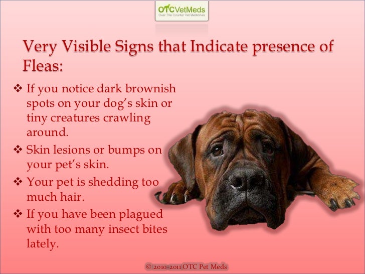 fleas on puppies symptoms of fleas on dogs fleas on puppies symptoms of fleas on dogs