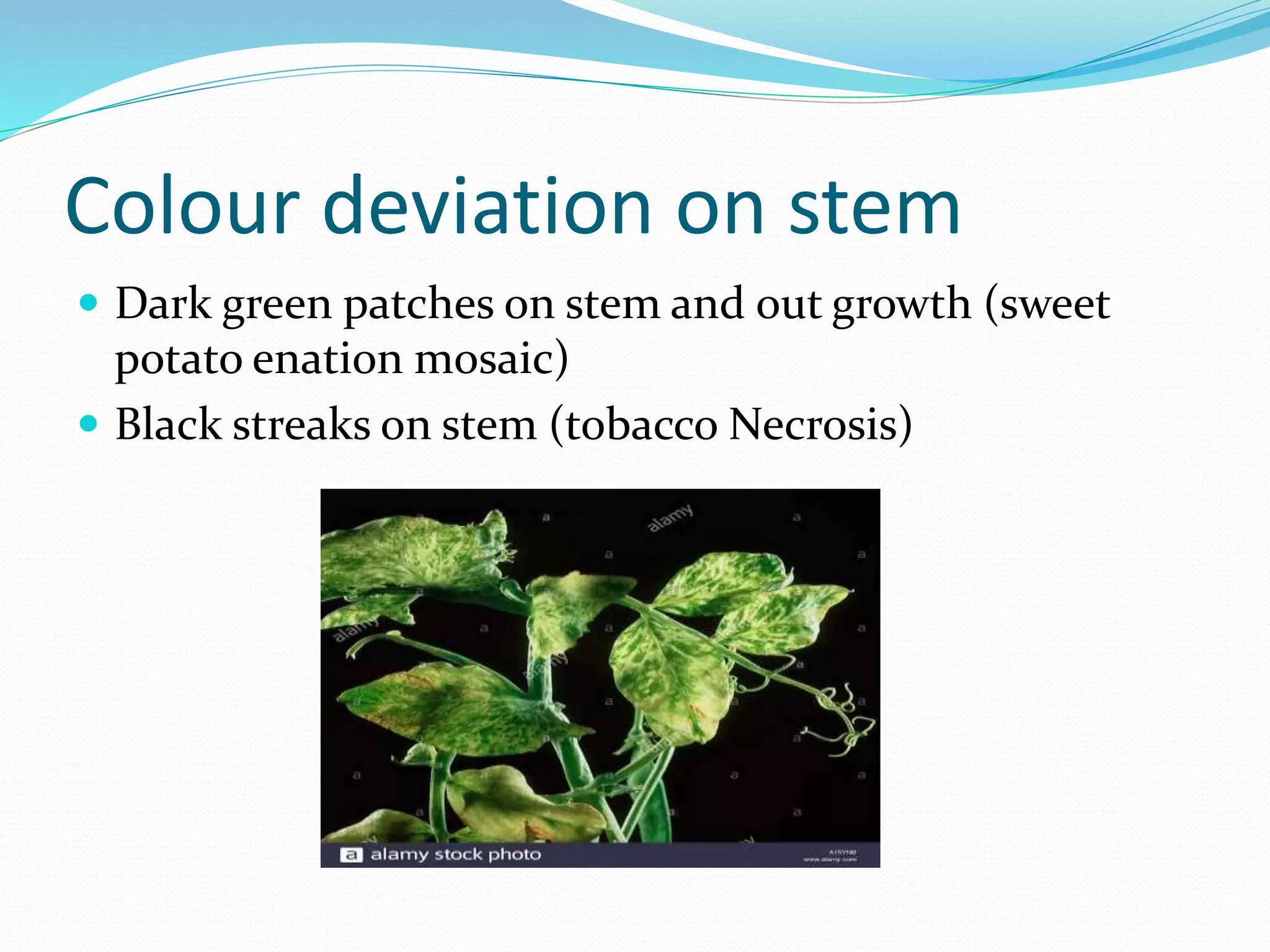 Symptoms of plant viruses | PPTX