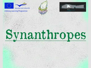 Synanthropes   comenius project natural treasures of europe
