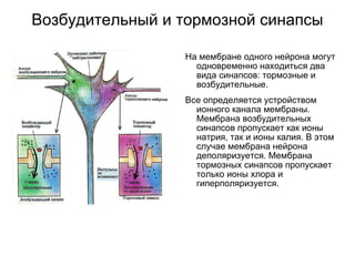 Synapse | PPT