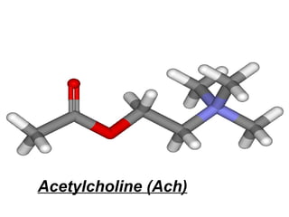 Acetylcholine (Ach) 