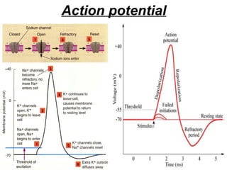 Action potential 