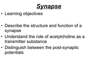 Synapse   Learning objectives Describe the structure and function of a synapse Understand the role of acetylcholine as a transmitter substance Distinguish between the post-synaptic potentials 