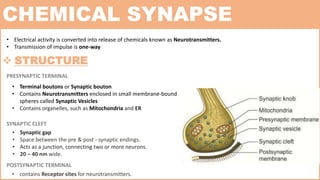 Synapse | PPTX