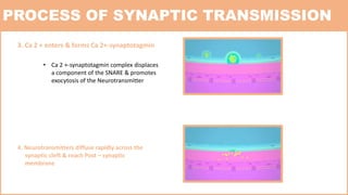 Synapse | PPTX