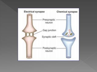 Synapse | PPTX