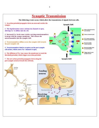 Synapse Worksheets.pdf Synapse | PDF