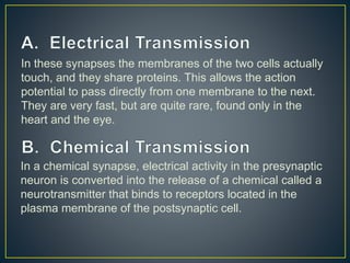 In these synapses the membranes of the two cells actually
touch, and they share proteins. This allows the action
potential to pass directly from one membrane to the next.
They are very fast, but are quite rare, found only in the
heart and the eye.
In a chemical synapse, electrical activity in the presynaptic
neuron is converted into the release of a chemical called a
neurotransmitter that binds to receptors located in the
plasma membrane of the postsynaptic cell.
 