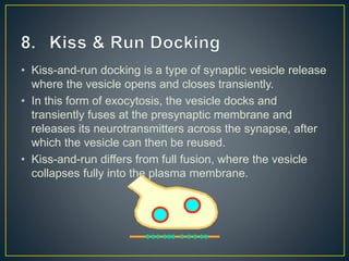 • Kiss-and-run docking is a type of synaptic vesicle release
where the vesicle opens and closes transiently.
• In this form of exocytosis, the vesicle docks and
transiently fuses at the presynaptic membrane and
releases its neurotransmitters across the synapse, after
which the vesicle can then be reused.
• Kiss-and-run differs from full fusion, where the vesicle
collapses fully into the plasma membrane.
 