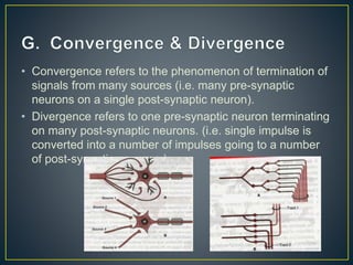 • Convergence refers to the phenomenon of termination of
signals from many sources (i.e. many pre-synaptic
neurons on a single post-synaptic neuron).
• Divergence refers to one pre-synaptic neuron terminating
on many post-synaptic neurons. (i.e. single impulse is
converted into a number of impulses going to a number
of post-synaptic neurons.)
 