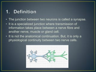 • The junction between two neurons is called a synapse.
• It is a specialized junction where transmission of
information takes place between a nerve fibre and
another nerve, muscle or gland cell.
• It is not the anatomical continuation. But, it is only a
physiological continuity between two nerve cells.
 