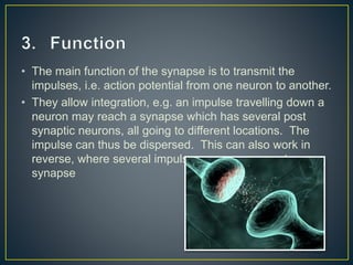 • The main function of the synapse is to transmit the
impulses, i.e. action potential from one neuron to another.
• They allow integration, e.g. an impulse travelling down a
neuron may reach a synapse which has several post
synaptic neurons, all going to different locations. The
impulse can thus be dispersed. This can also work in
reverse, where several impulses can converge at a
synapse
 