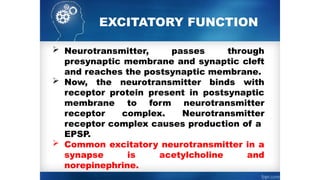  Neurotransmitter, passes through
presynaptic membrane and synaptic cleft
and reaches the postsynaptic membrane.
 Now, the neurotransmitter binds with
receptor protein present in postsynaptic
membrane to form neurotransmitter­
receptor complex. Neurotransmitter­
receptor complex causes production of a
EPSP.
 Common excitatory neurotransmitter in a
synapse is acetylcholine and
norepinephrine.
EXCITATORY FUNCTION
 
