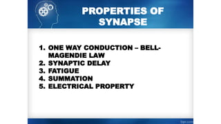 PROPERTIES OF
SYNAPSE
1. ONE WAY CONDUCTION – BELL-
MAGENDIE LAW
2. SYNAPTIC DELAY
3. FATIGUE
4. SUMMATION
5. ELECTRICAL PROPERTY
 