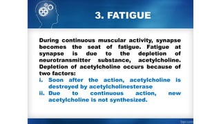 3. FATIGUE
During continuous muscular activity, synapse
becomes the seat of fatigue. Fatigue at
synapse is due to the depletion of
neurotransmitter substance, acetylcholine.
Depletion of acetylcholine occurs because of
two factors:
i. Soon after the action, acetylcholine is
destroyed by acetylcholinesterase
ii. Due to continuous action, new
acetylcholine is not synthesized.
 