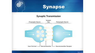 Synapse
 