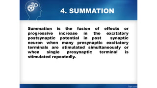 4. SUMMATION
Summation is the fusion of effects or
progressive increase in the excitatory
postsynaptic potential in post ­ synaptic
neuron when many presynaptic excitatory
terminals are stimulated simultaneously or
when single presynaptic terminal is
stimulated repeatedly.
 