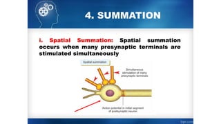 4. SUMMATION
i. Spatial Summation: Spatial summation
occurs when many presynaptic terminals are
stimulated simultaneously
 