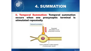 4. SUMMATION
ii. Temporal Summation: Temporal summation
occurs when one presynaptic terminal is
stimulated repeatedly
 