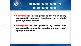 CONVERGENCE &
DIVERGENCE
 Convergence in the process by which many
presynaptic neurons terminate on a single
post synaptic neuron.
 Divergence is the process by which one
presynaptic neuron terminates on many post
synaptic neurons.
 