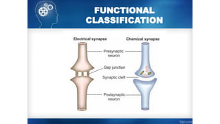 FUNCTIONAL
CLASSIFICATION
 