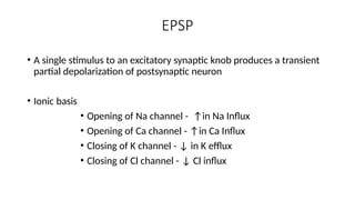 EPSP
• A single stimulus to an excitatory synaptic knob produces a transient
partial depolarization of postsynaptic neuron
• Ionic basis
• Opening of Na channel - ↑in Na Influx
• Opening of Ca channel - ↑in Ca Influx
• Closing of K channel - ↓ in K efflux
• Closing of Cl channel - ↓ Cl influx
 