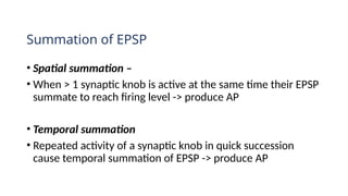 Summation of EPSP
• Spatial summation –
• When > 1 synaptic knob is active at the same time their EPSP
summate to reach firing level -> produce AP
• Temporal summation
• Repeated activity of a synaptic knob in quick succession
cause temporal summation of EPSP -> produce AP
 