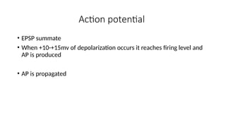 Action potential
• EPSP summate
• When +10-+15mv of depolarization occurs it reaches firing level and
AP is produced
• AP is propagated
 