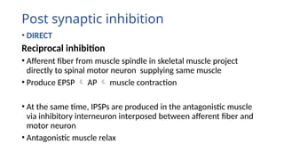 Post synaptic inhibition
• DIRECT
Reciprocal inhibition
• Afferent fiber from muscle spindle in skeletal muscle project
directly to spinal motor neuron supplying same muscle
• Produce EPSP  AP  muscle contraction
• At the same time, IPSPs are produced in the antagonistic muscle
via inhibitory interneuron interposed between afferent fiber and
motor neuron
• Antagonistic muscle relax
 