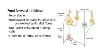 Feed forward inhibition
• In cerebellum
• Both Basket cells and Purkinje cells
are excited by Parallel fibres
• But Basket cells inhibit Purkinje
cells
• Limits the duration of excitation
 