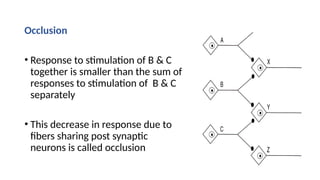 Occlusion
• Response to stimulation of B & C
together is smaller than the sum of
responses to stimulation of B & C
separately
• This decrease in response due to pre synaptic
fibers sharing post synaptic
neurons is called occlusion
 