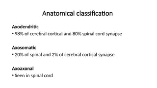 Anatomical classification
Axodendritic
• 98% of cerebral cortical and 80% spinal cord synapse
Axosomatic
• 20% of spinal and 2% of cerebral cortical synapse
Axoaxonal
• Seen in spinal cord
 