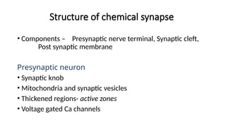 Structure of chemical synapse
• Components – Presynaptic nerve terminal, Synaptic cleft,
Post synaptic membrane
Presynaptic neuron
• Synaptic knob
• Mitochondria and synaptic vesicles
• Thickened regions- active zones
• Voltage gated Ca channels
 