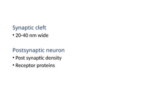Synaptic cleft
• 20-40 nm wide
Postsynaptic neuron
• Post synaptic density
• Receptor proteins
 