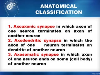 Axon Classifications Comprehensive Overview of Synapse: Structure, Function, and Types | PPTX
