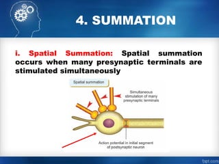 Comprehensive Overview of Synapse: Structure, Function, and Types | PPTX
