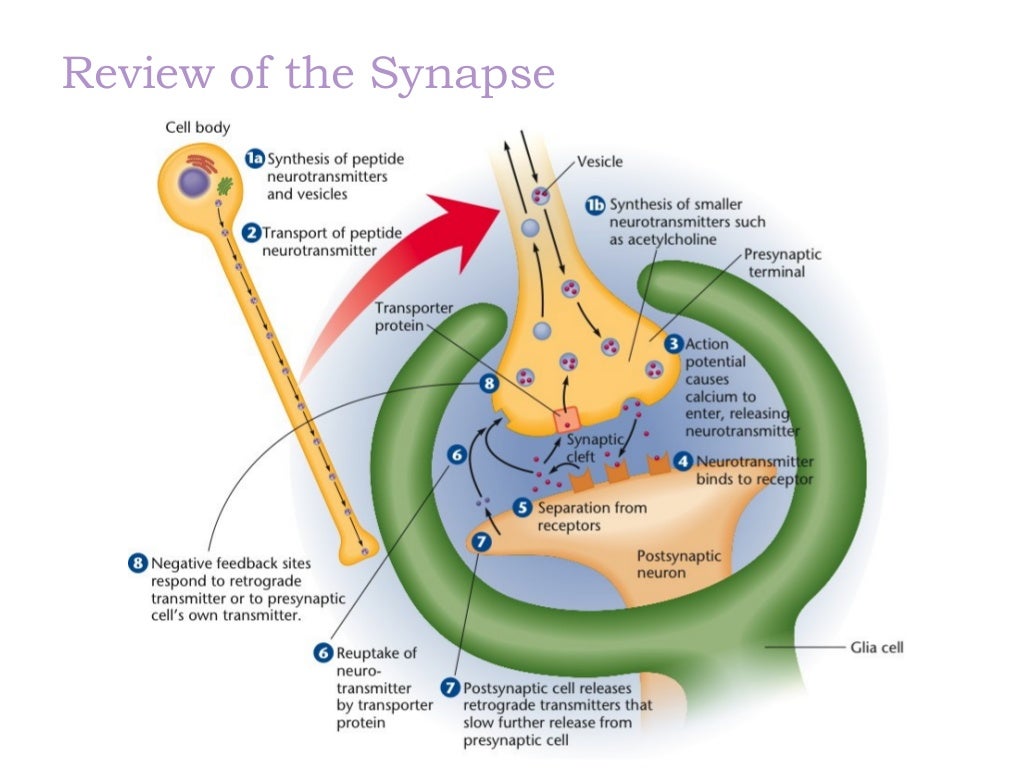 synapse x key