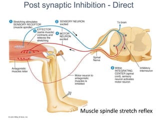 Post synaptic Inhibition - Direct
Muscle spindle stretch reflex
 
