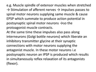 e.g. Muscle spindle of extensor muscles when stretched
→ Stimulation of afferent nerves → impulses passes to
spinal motor neurons supplying same muscle & cause
EPSP which summate to produce action potential in
postsynaptic spinal motor neurons →so the
protoagonist muscle contracts.
At the same time these impulses also pass along
interneurons (Golgi bottle neurons) which liberate an
inhibitory transmitter glycine at their synaptic
connections with motor neurons supplying the
antagonist muscle. In these motor neurons i.e
postsynaptic neuron an IPSP is produced which results
in simultaneously reflex relaxation of its antagonists
(flexor).
 