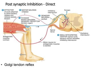 Post synaptic Inhibition - Direct
• Golgi tendon reflex
 