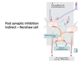 Post synaptic Inhibition
Indirect – Renshaw cell
 