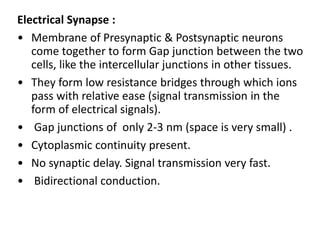 Electrical Synapse :
• Membrane of Presynaptic & Postsynaptic neurons
come together to form Gap junction between the two
cells, like the intercellular junctions in other tissues.
• They form low resistance bridges through which ions
pass with relative ease (signal transmission in the
form of electrical signals).
• Gap junctions of only 2-3 nm (space is very small) .
• Cytoplasmic continuity present.
• No synaptic delay. Signal transmission very fast.
• Bidirectional conduction.
 