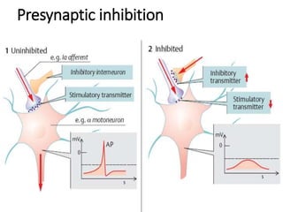 Presynaptic inhibition
 