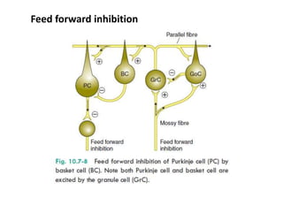 Feed forward inhibition
 