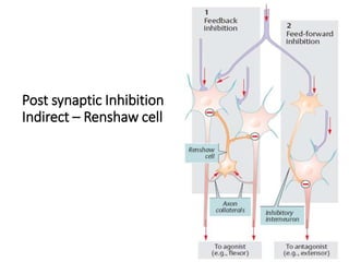 Post synaptic Inhibition
Indirect – Renshaw cell
 