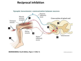 Reciprocal inhibition
 