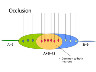 Occlusion
• Common to both
neurons
A=9 B=9
A+B=12
 