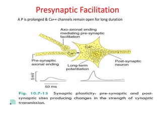 Presynaptic Facilitation
A P is prolonged & Ca++ channels remain open for long duration
 